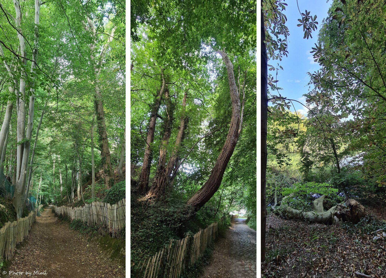 Retour à Tervuren via le Wolvenweg ( chemin des loups)