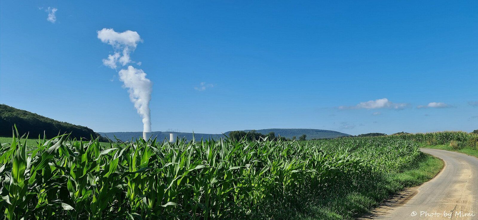 Les deux cheminées ( de la centrale de Chooz), semblent fumer au dessus des épis de maïs