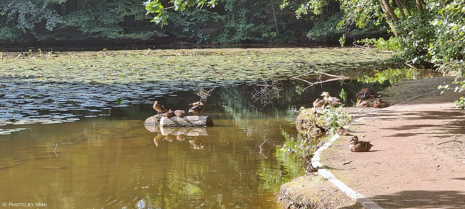 Balade .. le long de la Woluwe